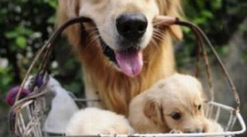 basket-of-puppies