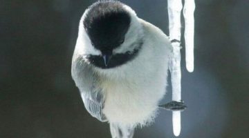 bird-icicle