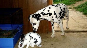 bunny-dalmation