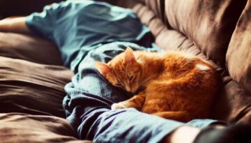 cat-nap