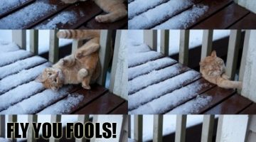 cat-slipping-fail