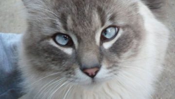 cross-eyed-cat