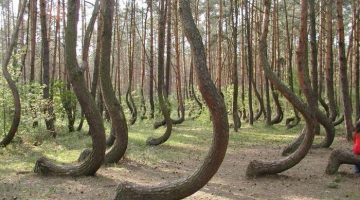 curved-trees