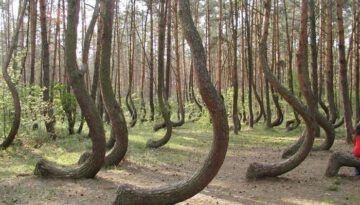 curved-trees