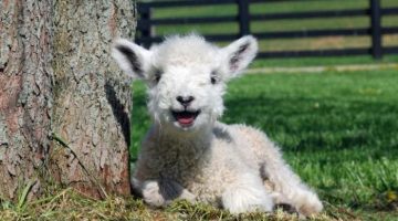 cute-lamb