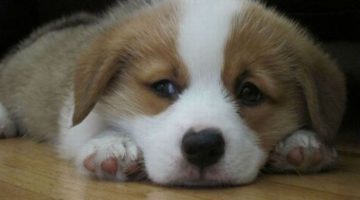 cute-puppy