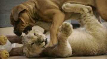 dog-and-lion-cub