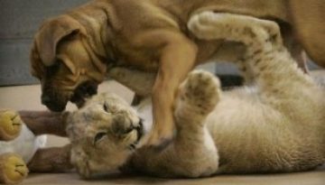 dog-and-lion-cub