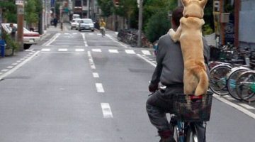 dog-bike-ride