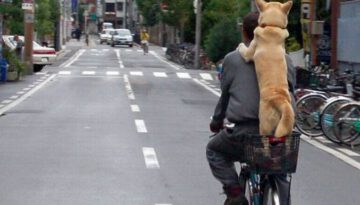 dog-bike-ride