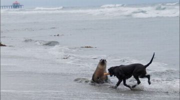 dog-seal-1