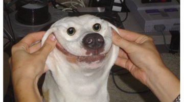 dog-smile