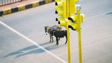 donkeys-traffic-lights