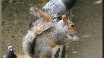 imposter-squirrel