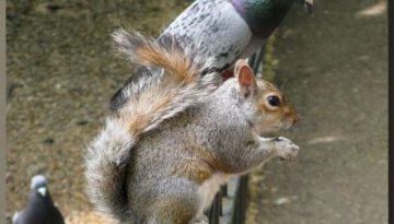 imposter-squirrel