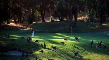 kangaroo-golf