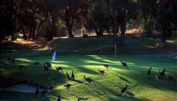 kangaroo-golf