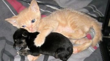 kitten-hugs-puppy