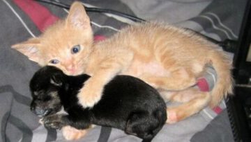 kitten-hugs-puppy