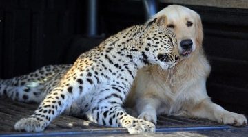 leopard-dog