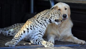 leopard-dog