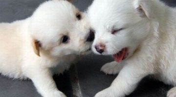 puppy-kiss