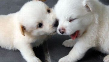 puppy-kiss