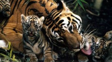 tiger-and-cubs