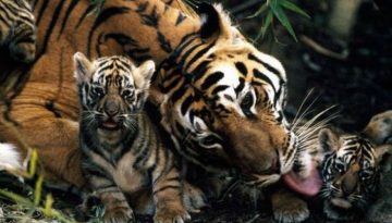 tiger-and-cubs