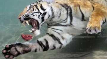 water-tiger