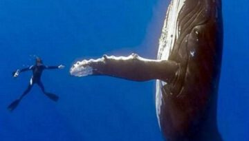 whale-handshake