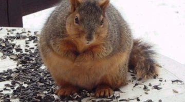 Fat-Squirrel