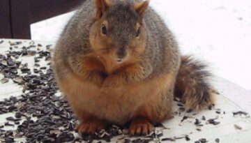 Fat-Squirrel