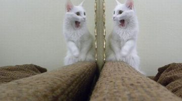 amazed-cat