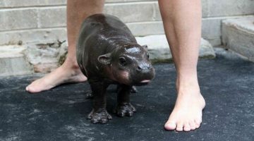 baby-hippo