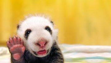 baby-panda-hi