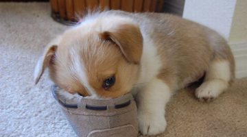 baseball-puppy-2