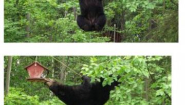 bear-bird-feeder