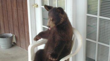 bear-chair