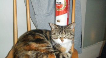 beer-can-cat