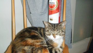 beer-can-cat