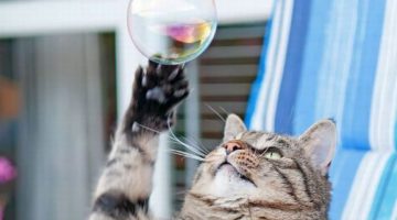 bubble-cat