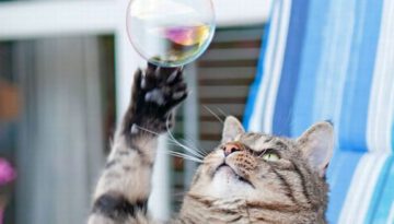 bubble-cat