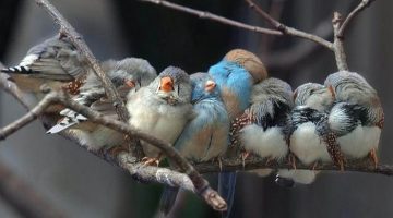 bunched-up-birds