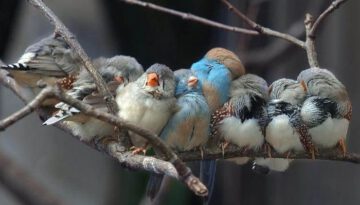 bunched-up-birds