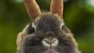 bunny-ears