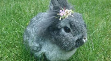 bunny-flowers