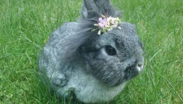 bunny-flowers