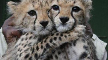 cheetah-cubs