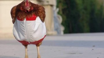 chicken-pants